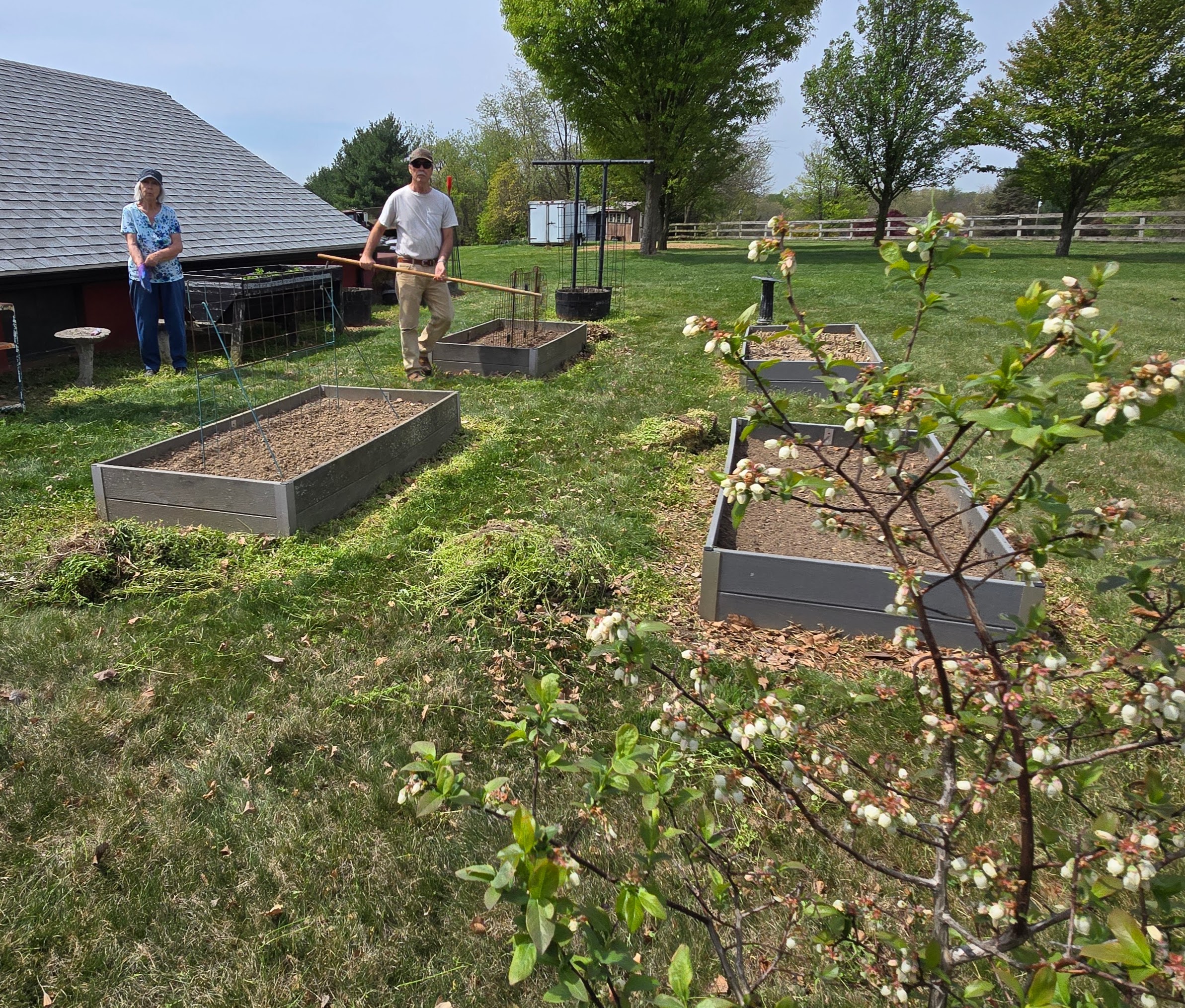 Planting Peas and weeding