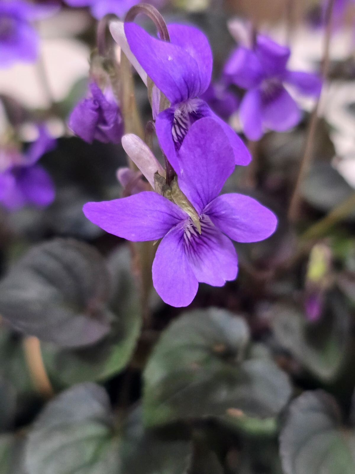 Viola laboradorica, Labrador Violet
