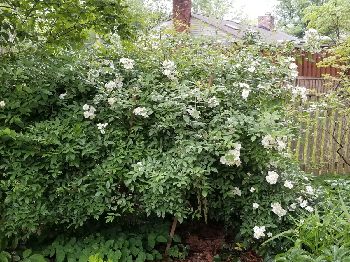 Darlows Enigma Rose in Larry Hurley Bethesda Maryland Yard