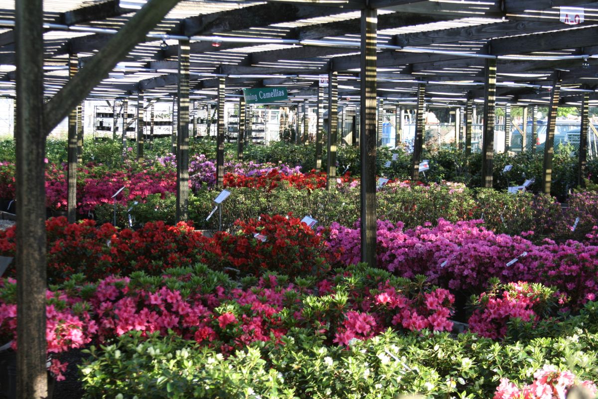 Azaleas in Bloom: Springtime Memories at Behnke Nurseries