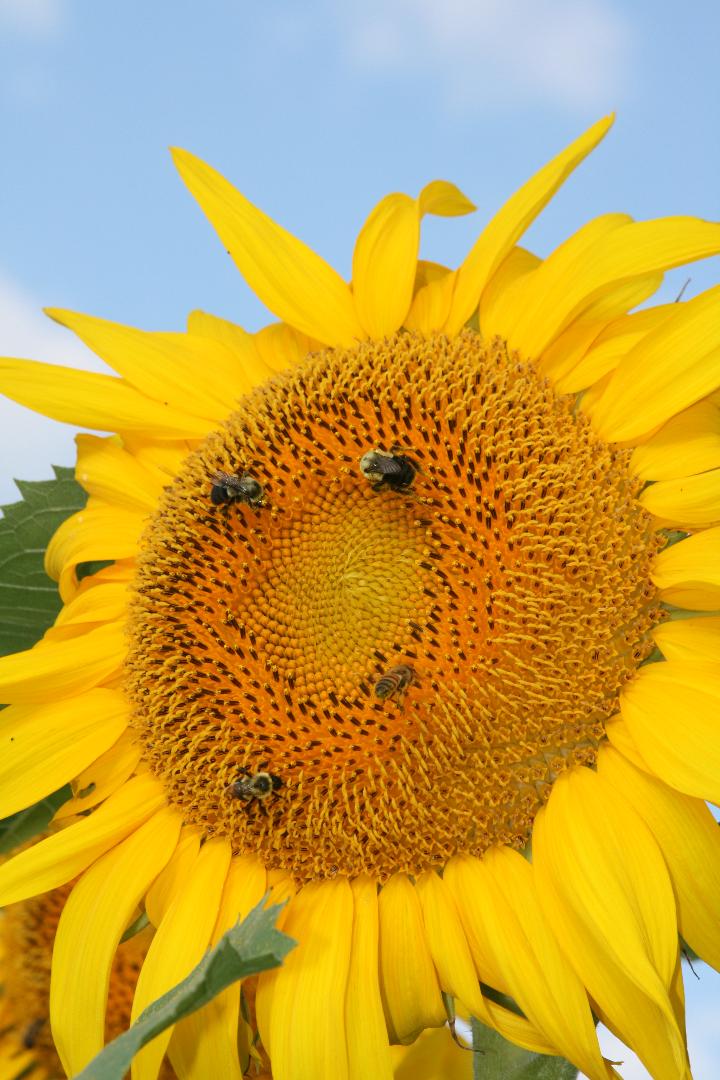Bee's enjoying a sunflower at Behnke Nurseries