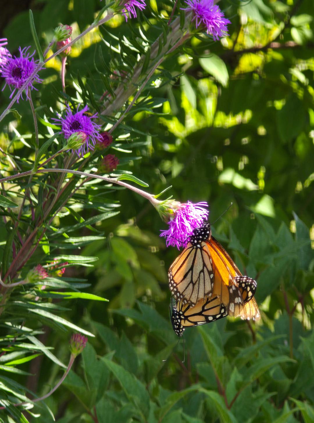 Liatris ligulistylis, the Meadow Blazing Star