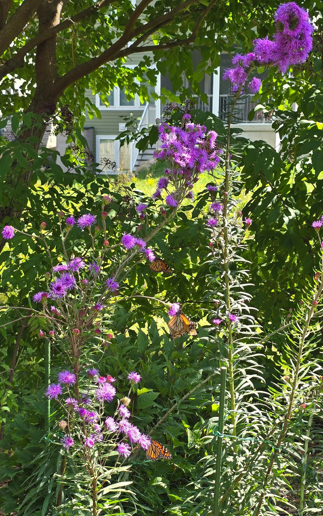 a monarch butterfly on Larry Hurley's Liatris ligulistylis, the Meadow Blazing Star
