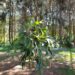 Larry Hurleys 25 year old Staghorn Fern hanging under a tree