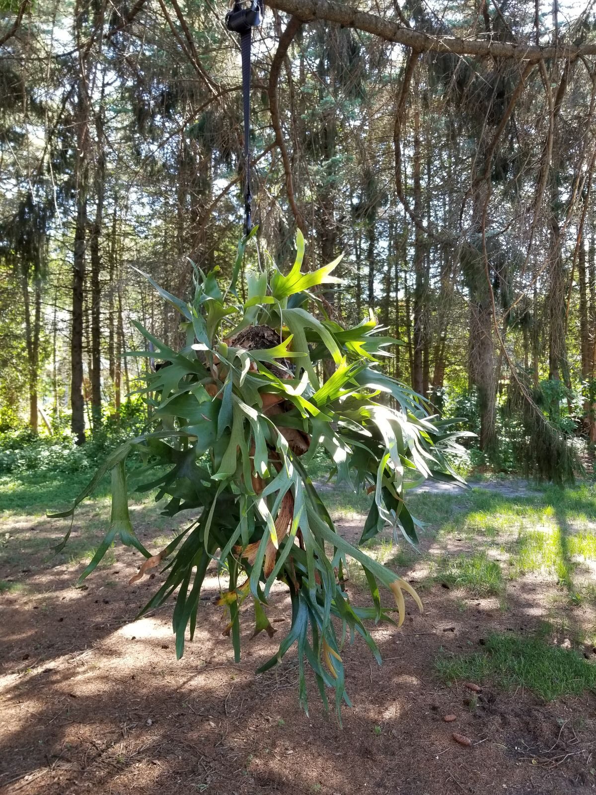 Larry Hurleys 25 year old Staghorn Fern hanging under a tree