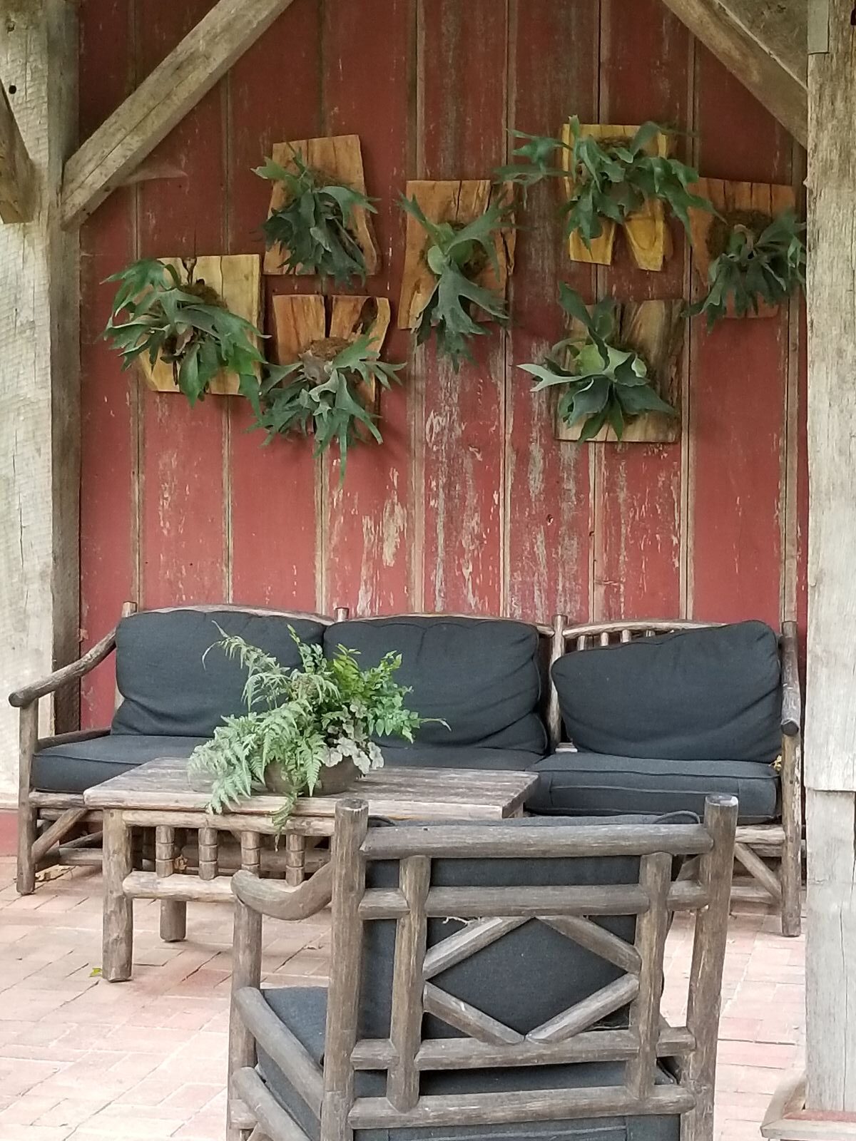 Madison, Wisconsin, , Olbrich Botanical Gardens Staghorn Fern display