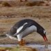 The photo is from the Falkland Islands. It's a Gentoo penguin picking up a chunk of mud to add to a small ground nest,